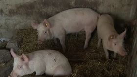 Vânzarea porcilor din gospodării, noi condiții. Fermierii sunt disperați: „N-o să mai fie niciun fel de tradiție”